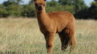 Guided Alpaca Farm Tour in Picturesque Warwickshire Countryside