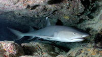 PADI Advanced Open Water Shark Diving from Candidasa