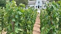 3 Wine Regions Private Guided Tour in Cape Town