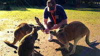 Caversham Wildlife Park, Swan Valley Wine Tasting, The Pinnacles et Sandboarding Day-voyage de Perth