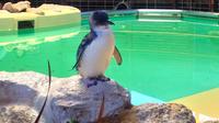 Penguin Island et Day Trip Fremantle de Perth