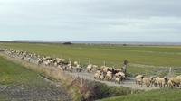 Private Tour: Full Day Tour of Mont Saint-Michel from Cherbourg