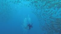 2 Tank Dive at Catalina Island