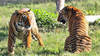 5-sterrenhotelarrangement: 4-daagse tijgertour in Ranthambhore vanuit Delhi, Jaipur en Agra 5-sterrenhotelarrangement: 4-daagse tijgertour in Ranthambhore vanuit Delhi, Jaipur en Agra