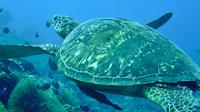 6-Day Package Bohol Plongée de Cebu