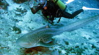 Certifié Andaman Sea Experience Plongée de Koh Yao Yai