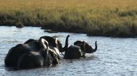 5-Night Tour of National Parks in Tanzania from Arusha