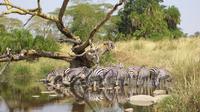 7-Day Great Tour Masai Mara  Nakuru  Amboseli  Tsavo