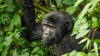 3 Day 2 Night Bwindi Gorillas Trek