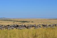 6-Night Masai Mara National Reserve Tour: Nakuru National Parks, Amboseli and Tsavo from Nairobi