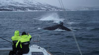 Walvissen spotten op een catamaran vanuit Tromsø Walvissen spotten op een catamaran vanuit Tromsø