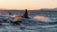 Winter Orca and Whale Safari in Lofoten