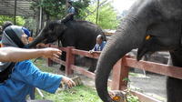 Kuala Gandah Elephant Sanctuary Tour from Kuala Lumpur