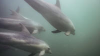 Dolphin Swim Tour Mornington Peninsula image 1 Dolphin Swim Tour Mornington Peninsula image 1