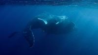 Whale Shark and Humpback Whale Interaction Day Trip from Exmouth image 1 Whale Shark and Humpback Whale Interaction Day Trip from Exmouth image 1