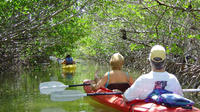 2 Hour Kayak Eco Tour