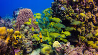 Journée complète de plongée sous-marine, sur l'île de Catalina, au départ de Punta Cana Journée complète de plongée sous-marine, sur l'île de Catalina, au départ de Punta Cana