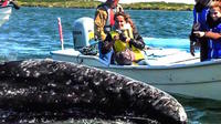 2-Day Tour: Intimate Gray Whale Watching Experience in Magdalena Bay