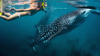 Whale Shark Snorkeling: Day Excursion to La Paz