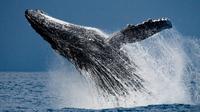 Whale Watching: Humpback Whales in Cabo San Lucas