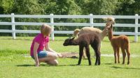Luina Greine Alpacas Farm Tour
