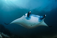 Manta Ray Nuit Snorkel à Kona