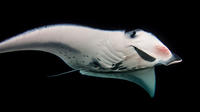 One Tank Manta Ray Night Dive