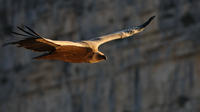 3 heures Griffon Vultures et Gorges du Verdon Tour de Moustiers Ste Marie