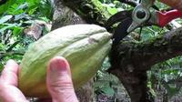 Bocas Cacao Farm Tour