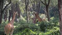 Demi-journée Musée Karen Blixen, Giraffe Manor et Daphne Sheldrick Elephant Orphanage de Nairobi