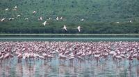 Lake Nakuru National Park Day Tour from Nairobi 