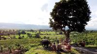 Private: Cycling to a Vineyard to enjoy Sunset and Wine from Inle Lake