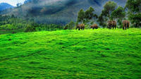 3-Day Munnar Private Tour from Madurai