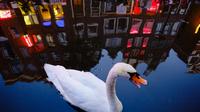 Offbeat Amsterdam Red Light District Nighttime Walking Tour with a Local Guide