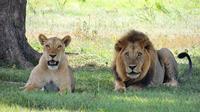 Full-Day Rhino and Lion Park Tour from Johannesburg
