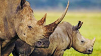 Hluhluwe Game Reserve Private Tour from Durban