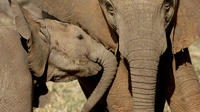 Private Addo Elephant National Park Day Tour from Port Elizabeth