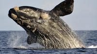 Private Cape Riviera and Whale Watching Tour from Cape Town