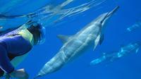 Oahu Snorkel Cruise: Swim With Dolphins and Turtles in the wild