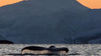 Orca and Humpback Whale Safari in a Collin Archer from Tromso