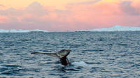 Orca and Humpback Whale Safari with Marine Biologist in a Zodiac from Tromso