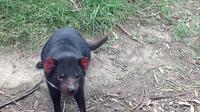 Private South East Food and Scenic Day Trip from Hobart Including the Tasmanian Devil Unzoo image 1 Private South East Food and Scenic Day Trip from Hobart Including the Tasmanian Devil Unzoo image 1