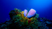 Small-Group Diving Trip in Roatan and Pristine Bay Resort