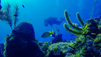 VIP 2-Tank Dive à Roatán