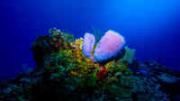 VIP 2-Tank Dive plus de Pristine Bay Resort à Roatán