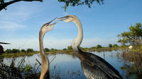 Prek Toal Biosphere Reserve Tour from Siem Reap