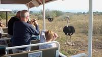 Safari Ostrich Farm Tractor Tour in Oudtshoorn