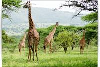 3 Days and 2 Nights Budget Camping Safari: Lake Manyara, Ngorongoro Crater and Tarangire