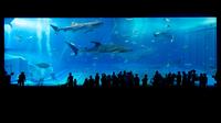 Sea Life Roma Aquarium with Vespa and Lunch