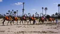 Camel Ride in the Palm Grove of Marrakech